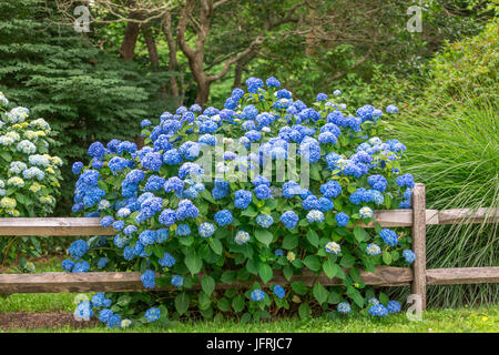 De plus en plus d'hortensias sur un split clôture dans East Hampton, NY Banque D'Images