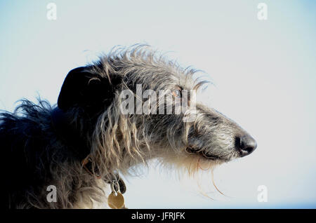 Scottish Deerhound face portrait en vue de côté sur un fond clair. Banque D'Images