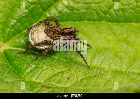 Femme araignée-loup tacheté, Pardosa amentata, portant son sac sous son abdomen. Banque D'Images