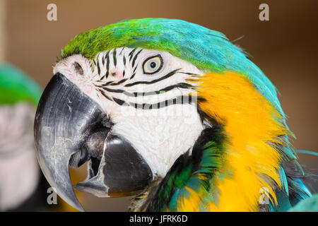 Blue-and-yellow macaw (Ara ararauna), également connu sous le nom de bleu et or ara. Close-up of face. Les yeux ouverts Banque D'Images