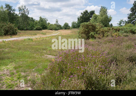 Vue sur Mare Hill commun, Surrey, Royaume-Uni sur une journée ensoleillée Banque D'Images