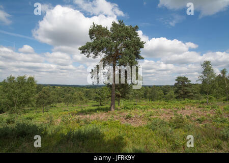 Vue sur Mare Hill commun, Surrey, Royaume-Uni sur une journée ensoleillée Banque D'Images