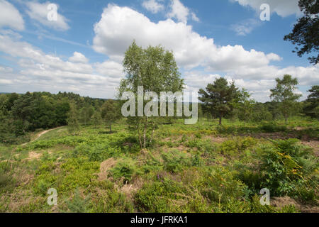 Vue sur Mare Hill commun, Surrey, Royaume-Uni sur une journée ensoleillée Banque D'Images