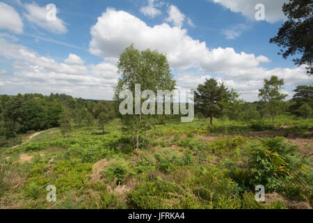 Vue sur Mare Hill commun, Surrey, Royaume-Uni sur une journée ensoleillée Banque D'Images