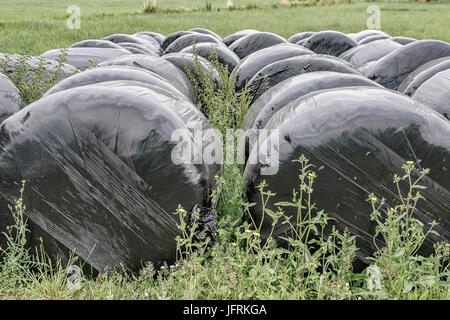 Bottes de paille ronde enveloppée de plastique noir, stockées dans Colindres, Cantabrie, Espagne. Banque D'Images