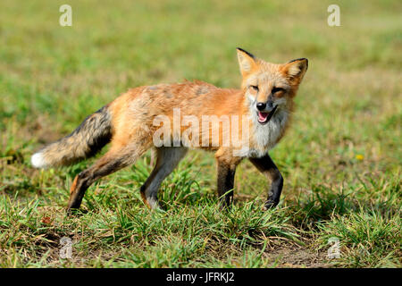 A proximité de nature red fox (Vulpes vulpes) Banque D'Images