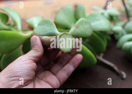 Crassula ovata fraîchement coupés ou également connu sous le nom de Jade plant Banque D'Images