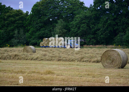 L'agriculture dans le Royaume-Uni. La préparation et la mise à l'hiver pour nourrir le bétail et les chevaux. Banque D'Images