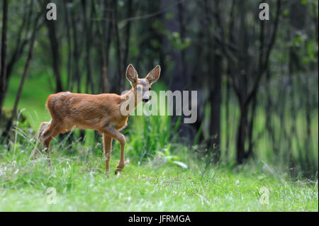 Fermer les cerfs dans l'environnement naturel dans l'été Banque D'Images