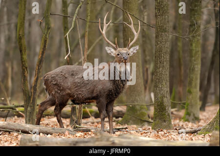 Fermer les cerfs dans l'environnement naturel à l'automne Banque D'Images