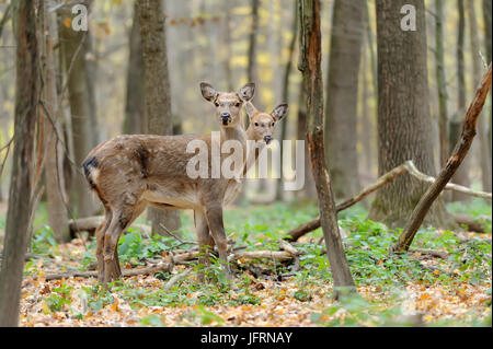 Jeune et belle forêt de Red Deer Banque D'Images