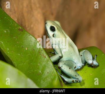 Dyeing poison dart frog Banque D'Images