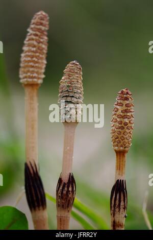 Tiges de croissance des horseilles (Equisetum arvense). Aberdeen Beach, Écosse, Royaume-Uni. Avril 2016. Banque D'Images