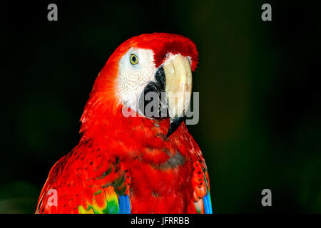 Ara rouge (Ara macao), Close-up c'est un ara d'Amérique centrale du nord à partir de la jungle du Yucatan. Banque D'Images