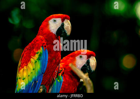 South American ara rouge (Ara macao), paire perché sur branche. Des couleurs vives Banque D'Images