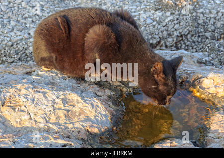 Soif d'un chat errant est boire d'une flaque d'eau dans le port de plaisance - Naples, Campanie, Italie Banque D'Images