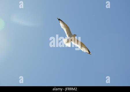 Mouette volant dans le ciel Banque D'Images