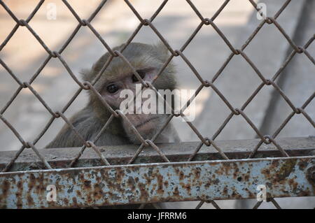 Gros plan du singe dans une cage Banque D'Images