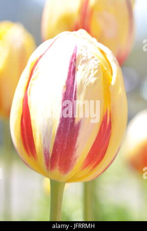 Plan macro sur une tulipe rouge jaune Banque D'Images