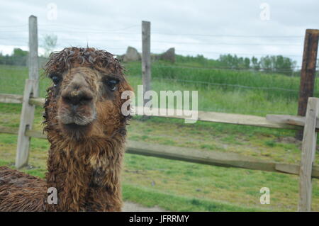 Close up d'un lama dans un champ vert Banque D'Images