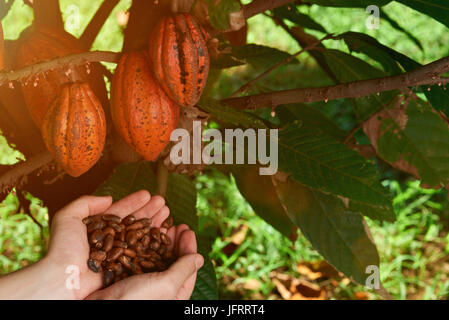 Farmer show cacao graines dans la main. Contexte L'agriculture Cocoaa Banque D'Images