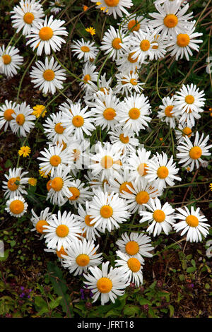 Marguerites sauvages poussant dans une ferme irlandaise Banque D'Images