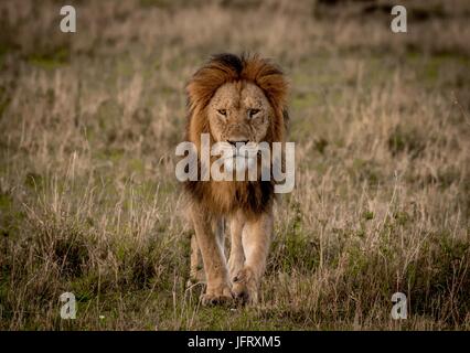 Belle faune Africaine Banque D'Images