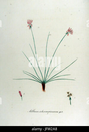Allium schoenoprasum Flora Batava Volume v12 Banque D'Images