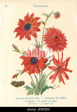 Anémone.jardins-J.Eudes-16 Banque D'Images
