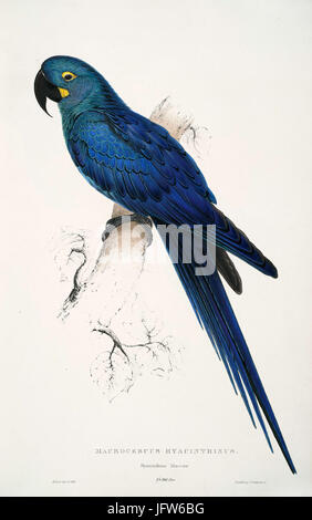 Anodorhynchus leari par Edward Lear Banque D'Images