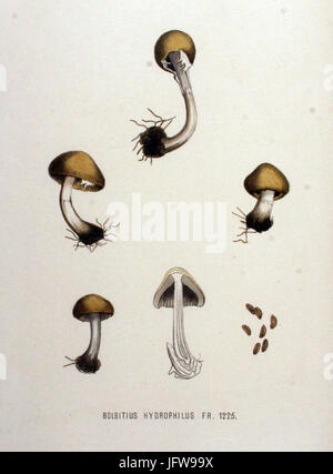 Bolbitius hydrophilus Flora Batava Volume v16 Banque D'Images