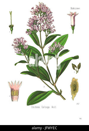 Cinchona calisaya - Köhler-s Medizinal-Pflanzen-179 Banque D'Images