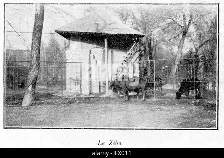 Clément Maurice Paris en plein air, BUC, le zébu 1897,134 Banque D'Images