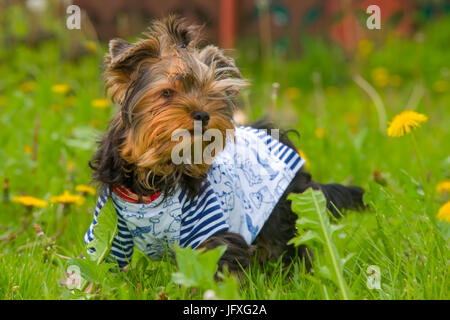 Chiot Yorkshire Terrier se trouve dans les pissenlits Banque D'Images