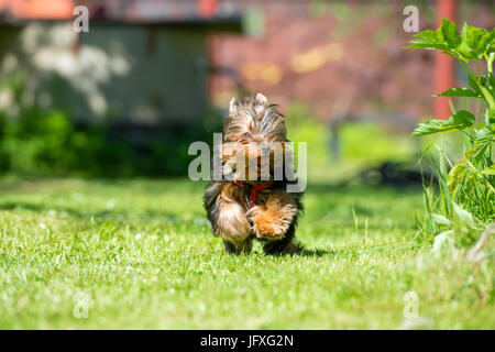 Chiot Yorkshire Terrier fonctionne sur la pelouse Banque D'Images