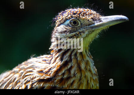 Une plus grande tête de roadrunner dans le profil Voir Banque D'Images