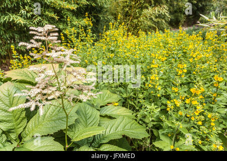 Rodgersia podophylla, Lysimachia punctata Banque D'Images