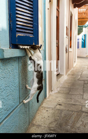 Adorable chat essayant de se faufiler à travers la fenêtre dans une maison, dans l'île de Nisyros, Grèce. Banque D'Images