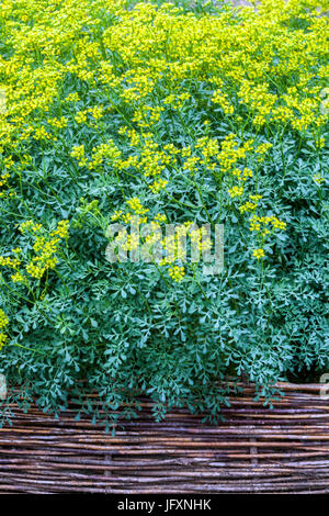 Ruta graveolens dans un jardin d'herbes, lit levé en osier Banque D'Images