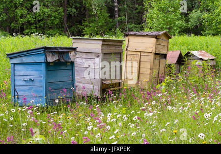 Old vintage multi-couleur en bois des ruches pour les abeilles sur un ancien Rucher parmi les graminées et les fleurs des prés, production de miel, propolis et pollen Banque D'Images