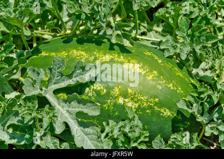 Watermelon Growing in Field Banque D'Images