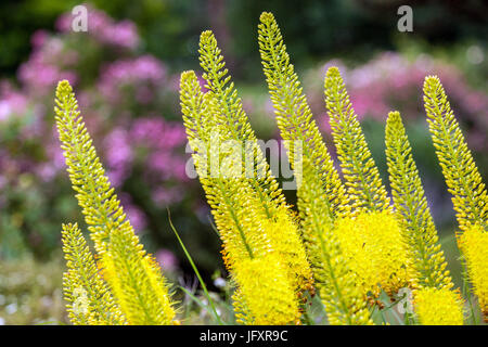 Eremurus stenophyllus 'Bungei' été, jardin, fleurs, lys à queue de boeuf, bougies du désert, Jaune, Mellifère, plante Banque D'Images