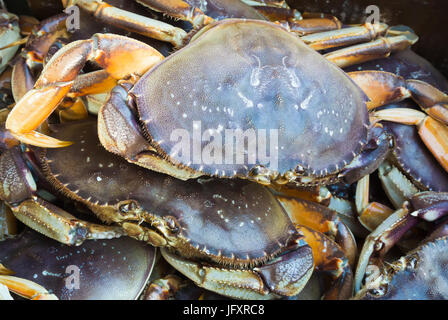 Le crabe dormeur à vendre à San Francisco Fisherman's Wharf Banque D'Images