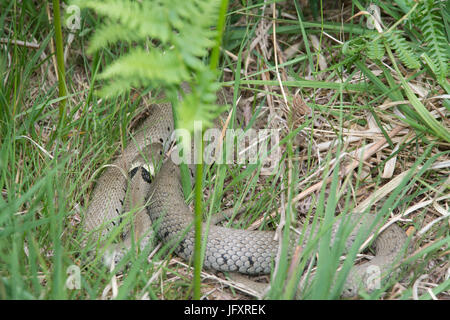 Close-up of grass Snake (Natrix natrix) parmi les pèlerins de l'herbe et la grande lande dans le Hampshire, au Royaume-Uni Banque D'Images