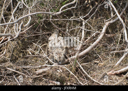 Chick (Caprimulgus europaeus Nightjar) camouflé entre les tiges dans le Hampshire la lande de bruyère, UK Banque D'Images