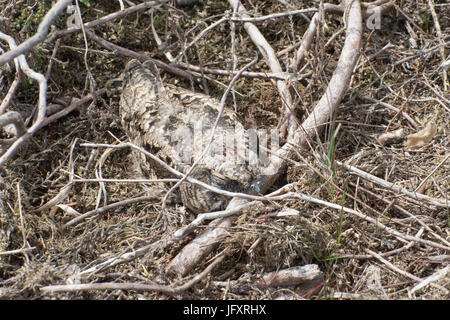 Chick (Caprimulgus europaeus Nightjar) camouflé entre les tiges dans le Hampshire la lande de bruyère, UK Banque D'Images