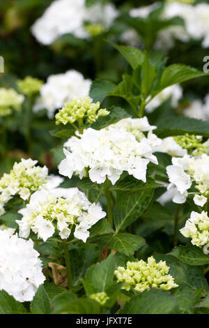 Hydrangea macrophylla 'Nymphéas' fleurs. Banque D'Images