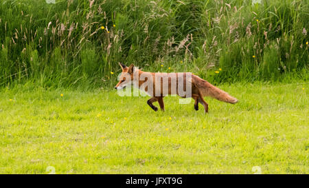 Renard roux Banque D'Images