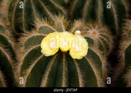 Parodia magnifica. Floraison cactus boule dans un environnement protégé. Banque D'Images