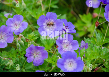 Geranium 'Rozanne' du centenaire Banque D'Images